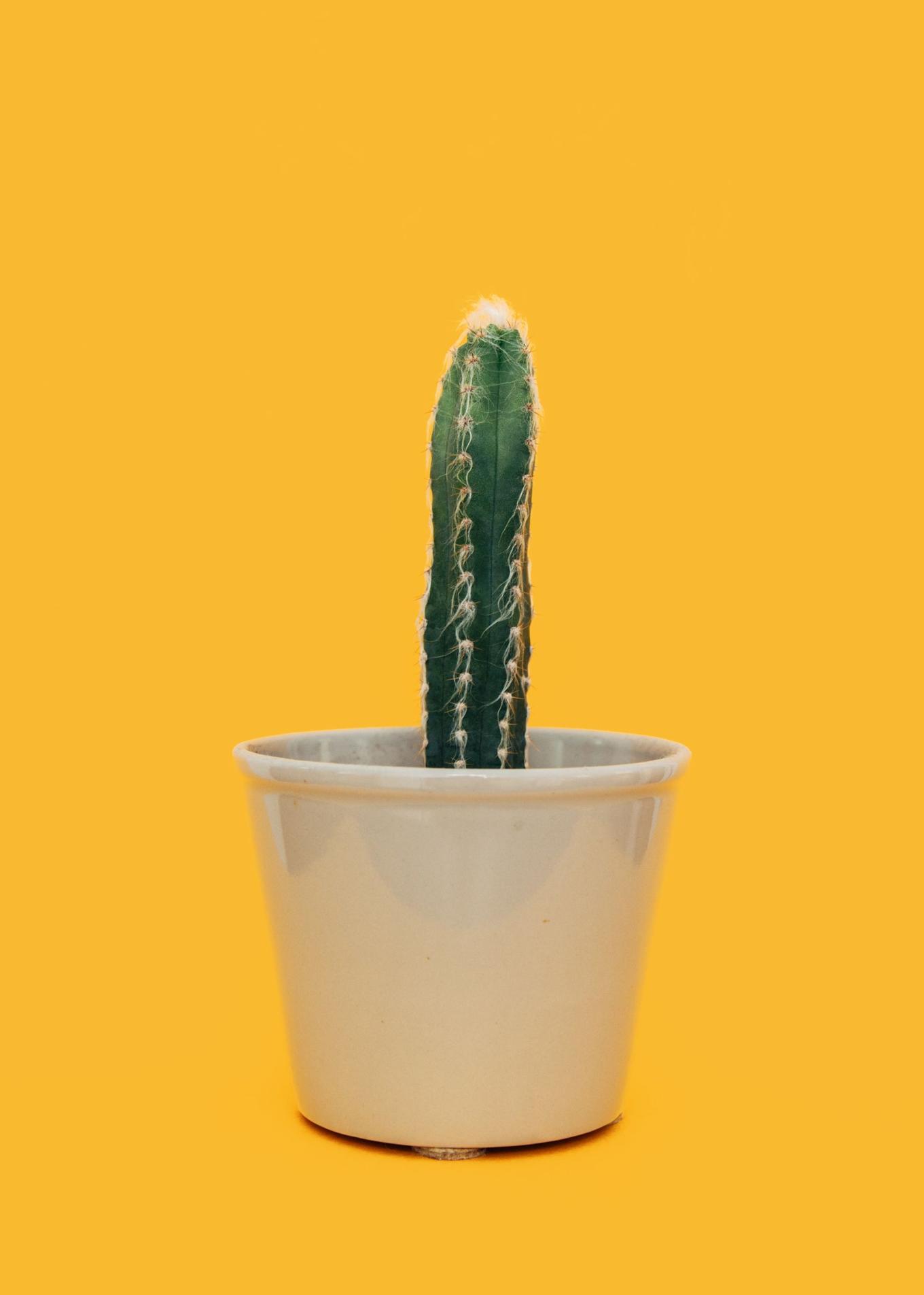 Cactus
